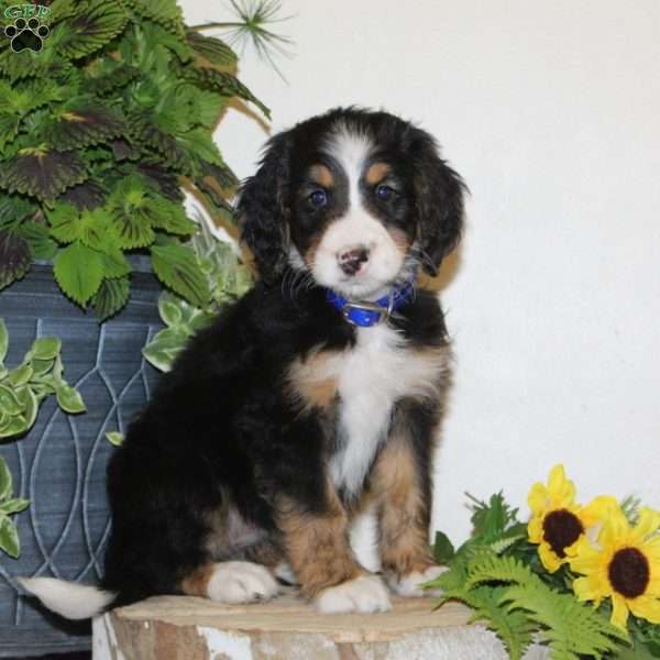 Sugar, Bernedoodle Puppy